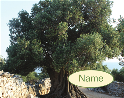 Tefillin bag Olive Tree Photo