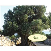 Tefillin bag Olive Tree Photo