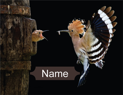 Tefillin bag Hoopoe